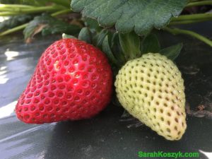 11_Strawberry